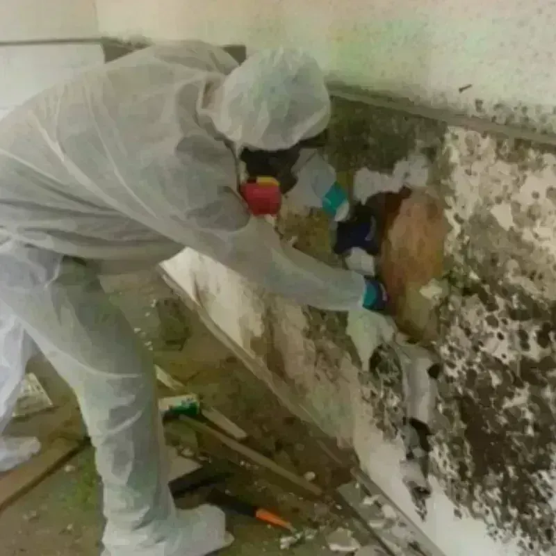 Mold Remediation and Removal in Hallsville, MO